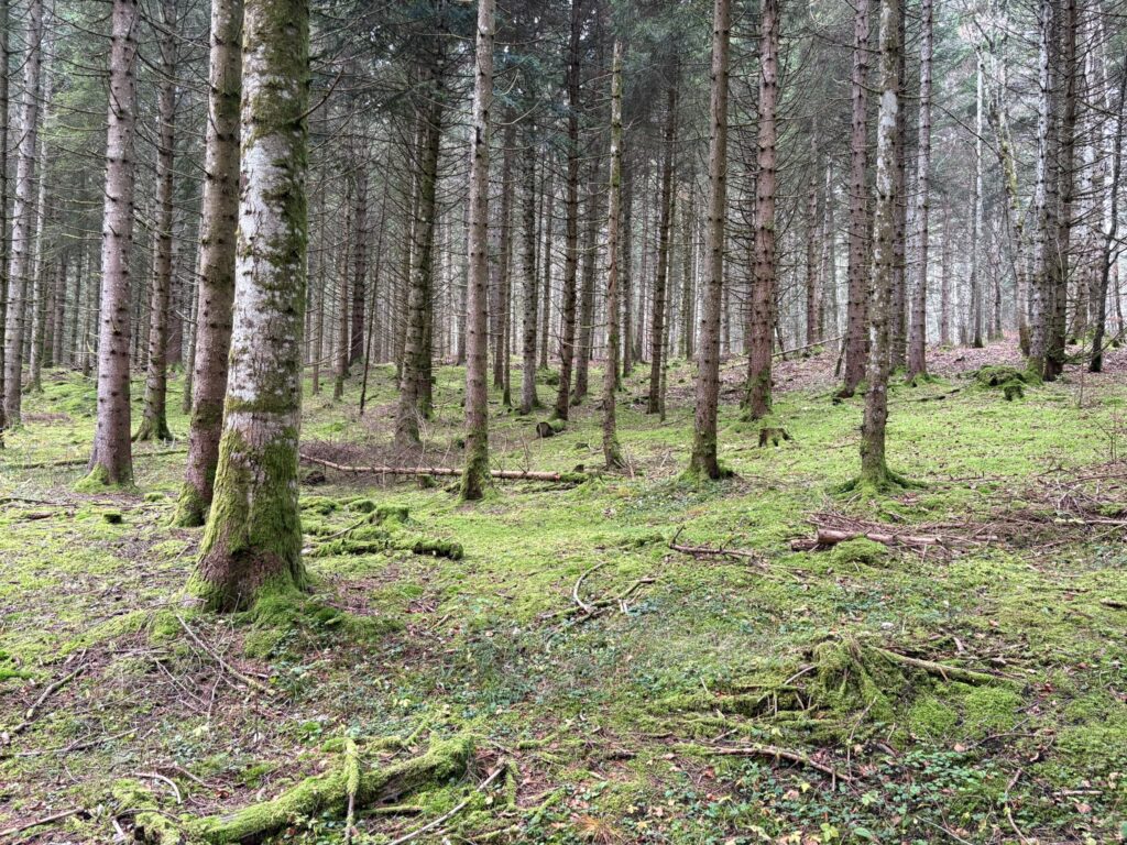 Sous-bois de sapins couvert de mousse — s'ancrer dans la nature