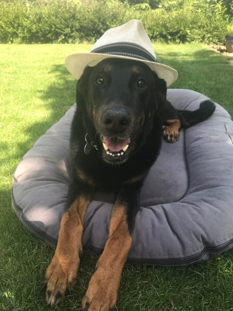 Chien détendu allongé dans un jardin — Reiki et soins énergétiques pour les animaux