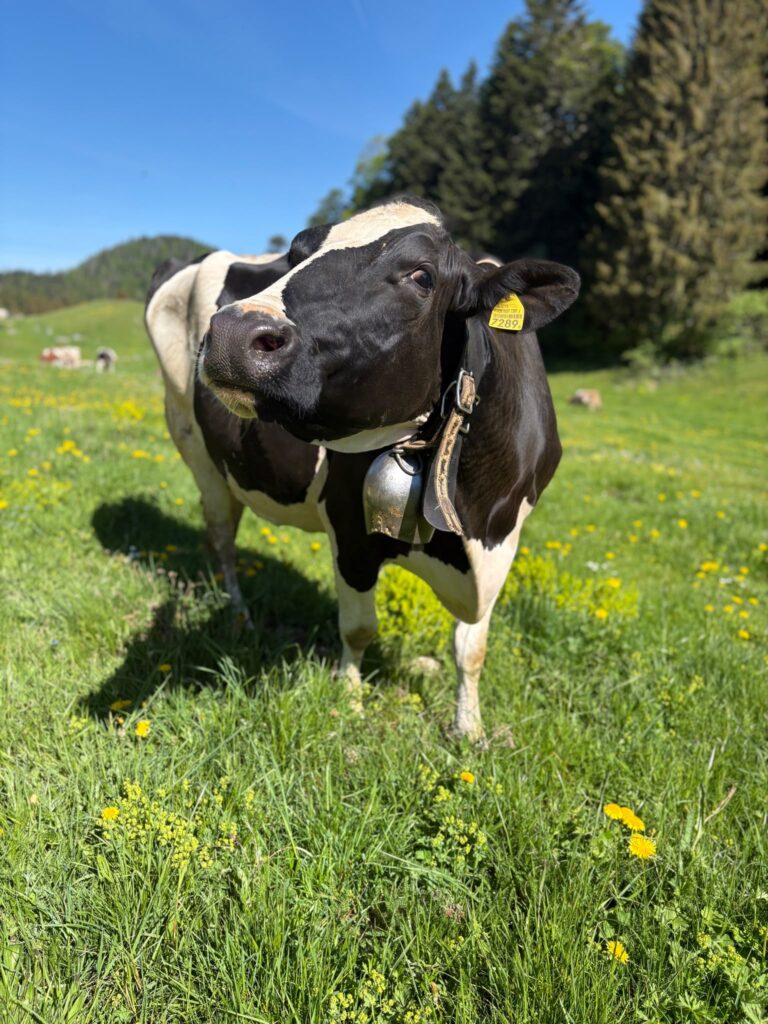 Vache dans un pâturage fleuri de printemps — respecter le rythme de la nature